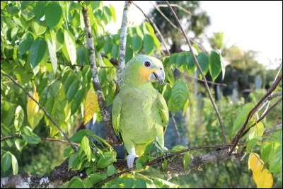 Un indice pour trouver le nom de ce perroquet ? Eh bien je vous dirais qu'il n'est pas question de lui couper un sein pour qu'il tire à l'arc !