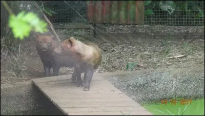 On ne peut l'apercevoir (très très rarement) qu'en Amérique latine, il vit en petites meutes !