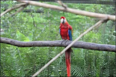 Petite pause détente : C'est le plus grand des perroquets !