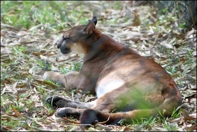 C'est le félin qui possède la plus grande aire de répartition au monde !