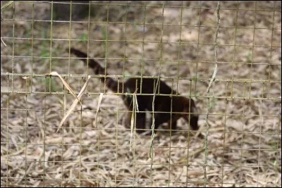 Omnivore, il vit en troupes familiales !