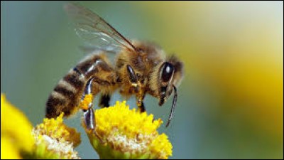 Comment appelle-t-on les petits des abeilles ?