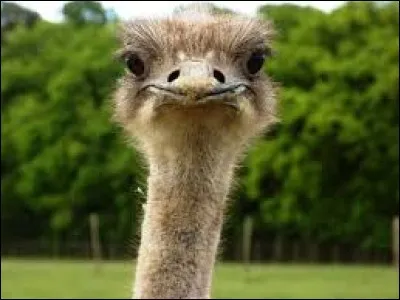 Comment appelle-t-on les petits des autruches ?