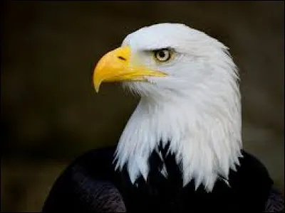 Comment appelle-t-on les petits des aigles ?