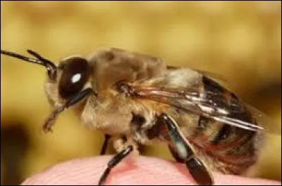 Comment appelle-t-on le m&acirc;le de l'abeille ?
