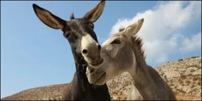 Comment appelle-t-on la femelle de l'&acirc;ne ?