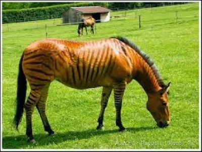 Que donne un cheval qui s'accouple avec un z&egrave;bre ?