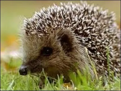 Comment appelle-t-on le petit du h&eacute;risson ?