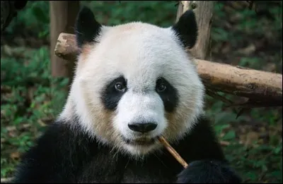 Le panda géant a un physique de gros nounours pataud contre lequel on a envie de se lover. Et pour cause, cet animal qui vit dans le...