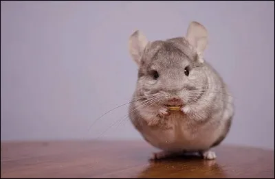 Le chinchilla est un petit ... qui possède des oreilles de souris et un corps tout en rondeurs. Bref, il a tout pour nous faire craquer !