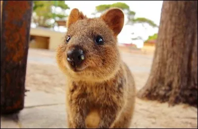 Le qokka est un mammifère de la famille des ...comme le kangourou.