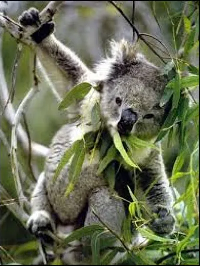 Que mange le koala ?