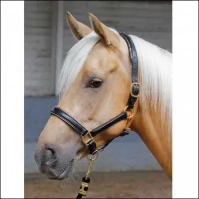 Quel est le nom de cet équipement ?