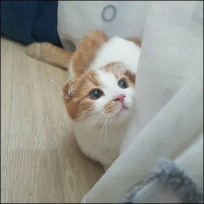 À qui appartient Ggomo ?