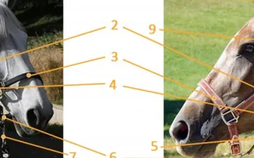 Quiz Galop 1