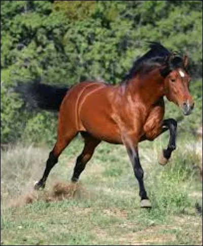 Quelle est la robe de ce cheval ?