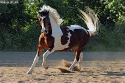 Quelle est la robe de ce cheval ?