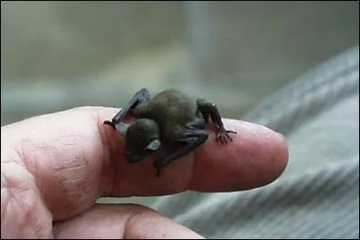 La chauve-souris "kitti à nez de porc" est le plus petit mammifère du monde !