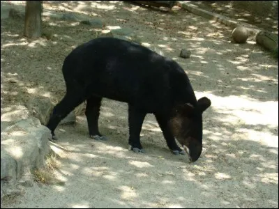 Il existe un tapir qui ne vit qu'en montagne !