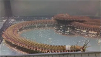 En mer tropicale, il existe un ver carnivore géant !
