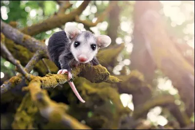 Les marsupiaux ne vivent qu'en Océanie !