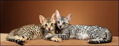 Le chat savannah est obtenu par croisement entre un chat domestique et un ocelot d'Amérique !