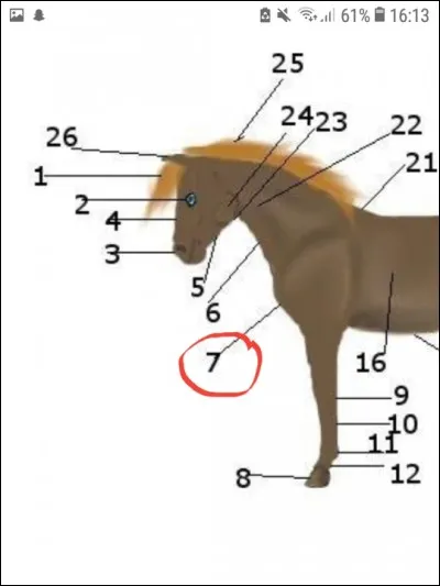 Quelle est la partie 7 du cheval ?
