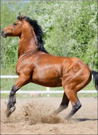 Ce cheval est...