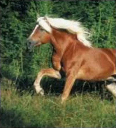 Ce cheval est...