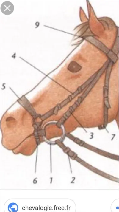 Comment s'appelle le numéro 7 ?
