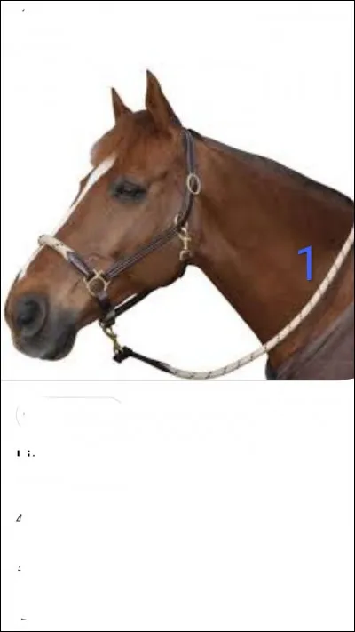 Comment s'appelle le numéro 1 ?