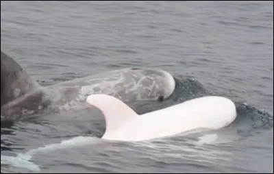 Ils sont doux et fins.