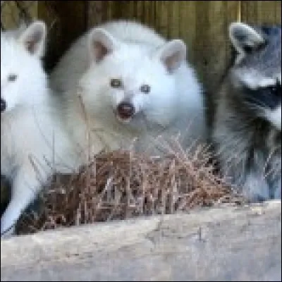 Des bandits démasqués.