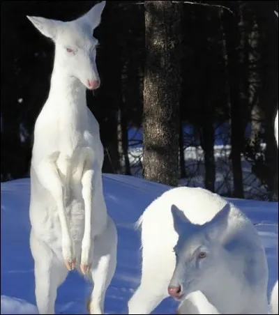 Sa robe est habituellement tachetée.