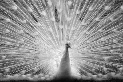 En cochant vis-à-vis du paon, vous admettez que le monde des êtres vivants est plein de différences et que tout cela ajoute à sa qualité.