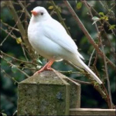 Chez nous, au Québec, on l'appelle rouge-gorge.