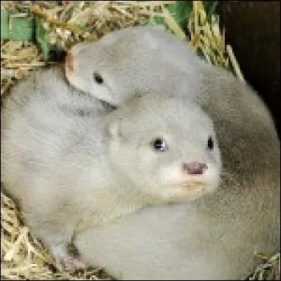 Pelage habituel brun foncé lissé.