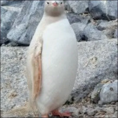 Cela fait changement du costume habituel.