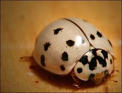 1re auto construite par Volkswagen.