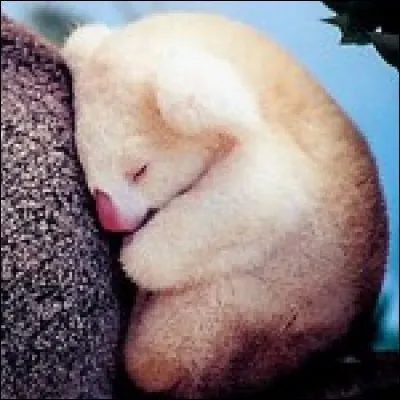 Il a encore passé une nuit blanche.