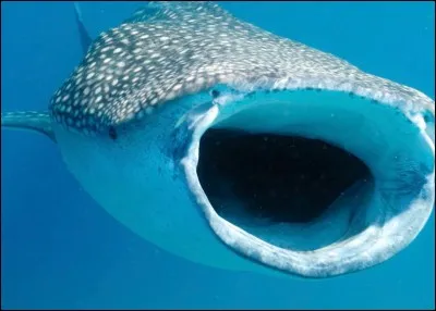 Combien compte-on d'animaux comme celui-ci dans l'océan ?