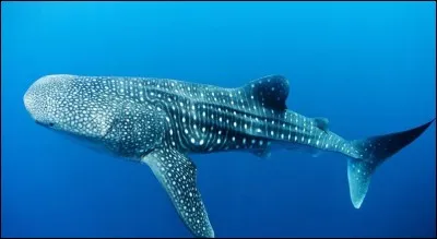 Vrai ou Faux Ce requin est un grand voyageur