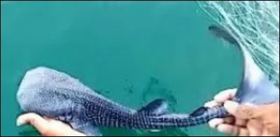 Combien une femelle peut-elle avoir de petits dans son ventre ?