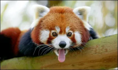 Comment s'appelle cet animal ?