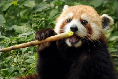 Le panda roux et le panda géant sont cousins.