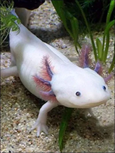 Comment s'appelle cet animal ?