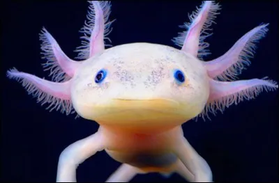 Quels sont ces plumeaux qui sont de chaque côté de sa tête ?