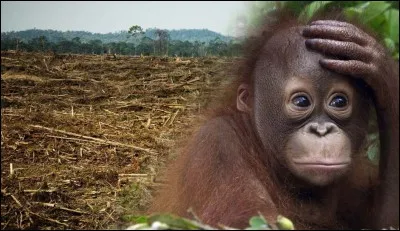 Comment s'appelle cet animal ? Les humains mangent-ils ces animaux ?