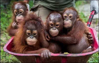Combien de petits peut avoir la femelle de cet animal ?