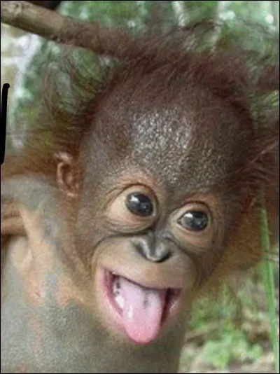 Vrai ou Faux Ces animaux sont omnivores.